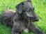 Skotsk hjortehund Arnold. Død 19. okt. 2012 - 4 mdr.