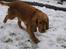 Cocker spaniel Bella - jeg elsker at spise sne men måske skulle jeg ikke have rullet mig i det