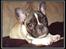 Fransk bulldog Kato *RIP* - Kato som hvalp