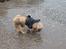 Shih tzu Bamse - hmm mon havvandet smager godt??
