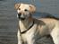 Labrador retriever Hugo.. (aflivet) - det er vist min profil