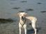 Labrador retriever Hugo.. (aflivet) - skulle lige holde de her blomster