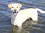 Labrador retriever Hugo.. (aflivet) - elsker at være på stranden