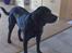 Blanding af racer Rocco - Floooooot hund..