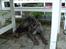 Skotsk hjortehund Arnold. Død 19. okt. 2012 - 4 mdr, jeg kigger lige lidt på nin nye verden