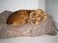 Cocker spaniel Bella - jeg er så sød