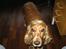 Cocker spaniel Bella