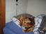 Cocker spaniel Bella - hun sover i sin seng plus hun snorker:)