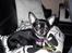 Chihuahua Cloe