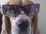 Beagle Balder - Hva så dér hva skeeer der. totaaaal gangsterbeagle