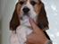 Beagle Balder