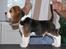 Beagle Balder