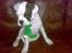 Boxer Hilmer