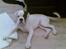 Boxer Hilmer