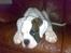 Boxer Hilmer