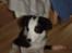 Border collie sack bortgivet savner dig