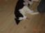 Border collie sack bortgivet savner dig