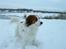 Kooikerhondje Kooijoy Garlic - Garlic i vinterwonderland :-)