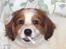 Kooikerhondje Kooijoy Garlic - Garlic nyder en tyggepind