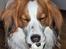 Kooikerhondje Kooijoy Garlic - Ihh, mor!!!! behøver du altid at tage billeder af mig!!!!