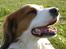 Kooikerhondje Kooijoy Garlic - Garlic nyder solen