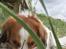 Kooikerhondje Kooijoy Garlic - Garlic hviler lidt efter en laaaang gåtur i vores ferie på Langeland 2007