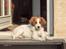 Kooikerhondje Kooijoy Garlic - Forårssolen nydes!
