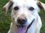 Labrador retriever Hugo.. (aflivet) - HUGO... <3... :-D....  :-).....  <3