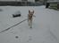 Labrador retriever Hugo.. (aflivet) - her kommer jeg