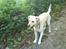 Labrador retriever Hugo.. (aflivet) - der så fuld af sjov inde i  en skov..... he he