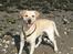 Labrador retriever Hugo.. (aflivet) - halløj