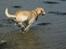 Labrador retriever Hugo.. (aflivet) - det kan godt være jeg er gammel ..men farten mister jeg aldrig