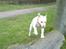 Labrador retriever Hugo.. (aflivet) - er jeg ikk bare sej...... jeg flyver jo næsten:-)