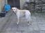 Labrador retriever Hugo.. (aflivet) - håber vi ses igen....:-?   smed gerne en kommentar takk