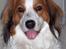 Kooikerhondje Kooijoy Garlic - ´Garlic lalleglad´