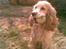 Cocker spaniel Sofus  - det er min bold forstået!!:)