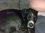Blanding af racer Bella - bella da hun bar bette smiler