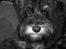 Dvaergschnauzer * ( `´SINDY`´ ) * RIP 25.07.13
