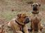 Bullmastiff Isabella - Her er jeg sammen med min nye "storebror" Bonzo
