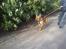 Amerikansk staffordshire terrier max