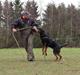Dobermann john gotti