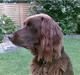 Langhåret hønsehund Annabell
