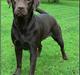 Labrador retriever Mokka