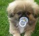 Pekingeser **Caiser**