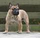 Fransk bulldog - DEGA -