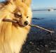 Pomeranian Svendsen