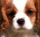 Cavalier king charles spaniel Stina