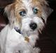 Jack russell terrier bobby