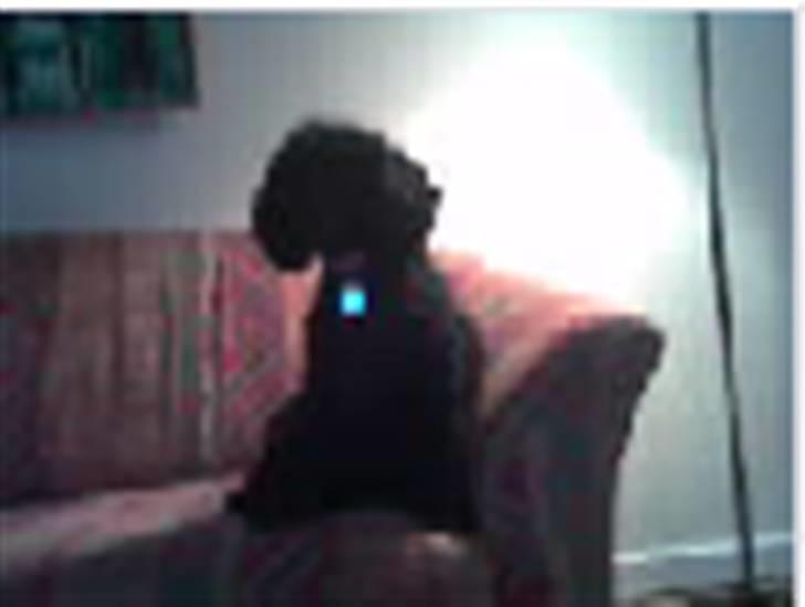 Dværgpuddel Rosa billede 2