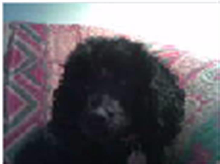 Dværgpuddel Rosa billede 3